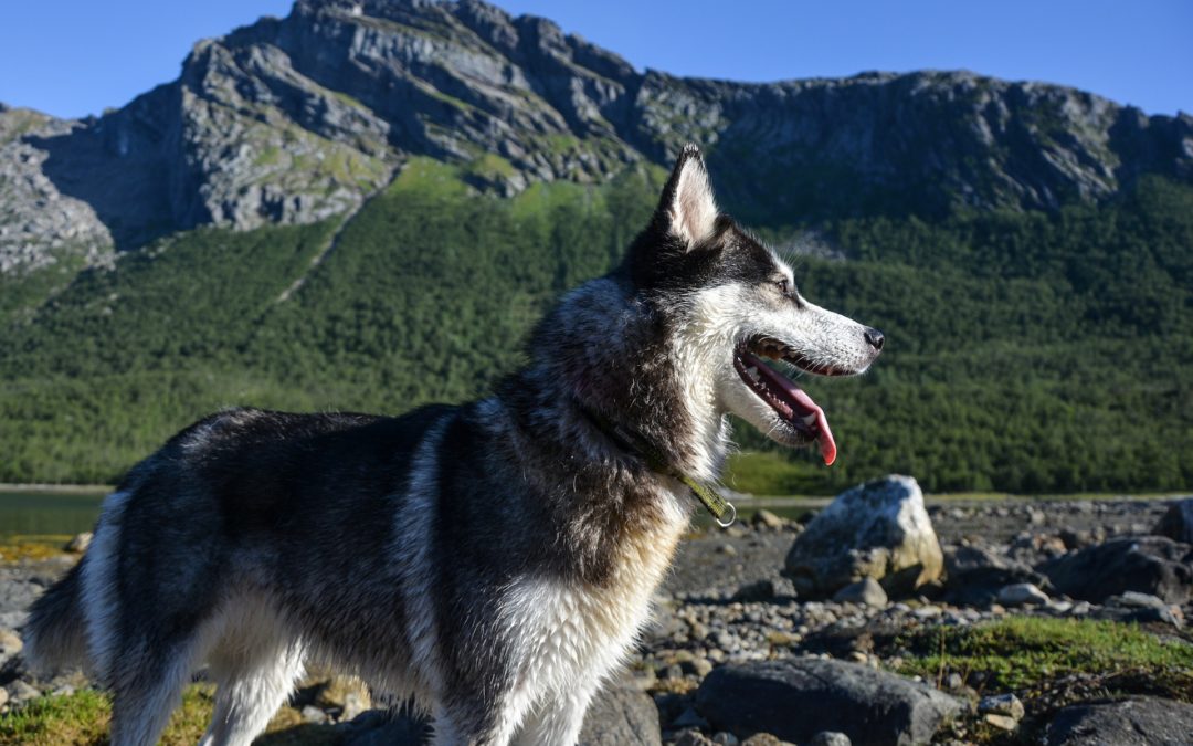 9 Great Tips For Taking Your Dog On Vacation