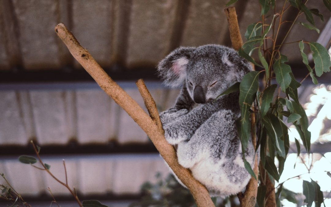 10 Amazing Places To Visit In Australia